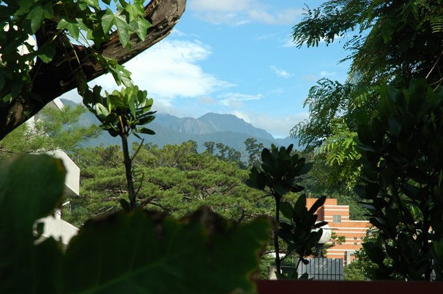 pine garden looktoward mountian in distance